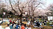 飯山観音の桜まつり